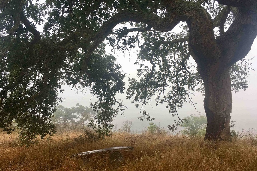 A Mandorla – Templários (outdoor)